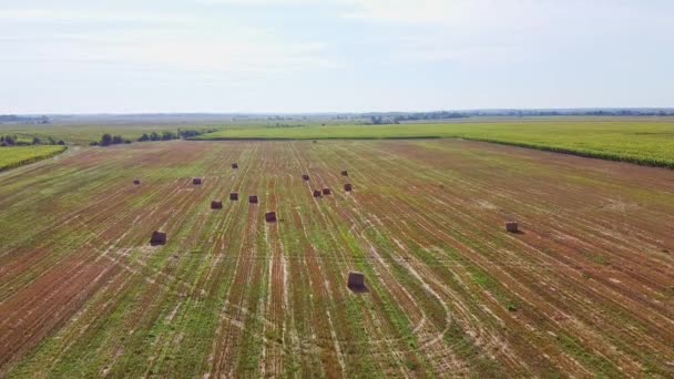 Aero drone πτήση πάνω από το χωράφι με το σιτάρι με Rick μπάλες άχυρο — Αρχείο Βίντεο