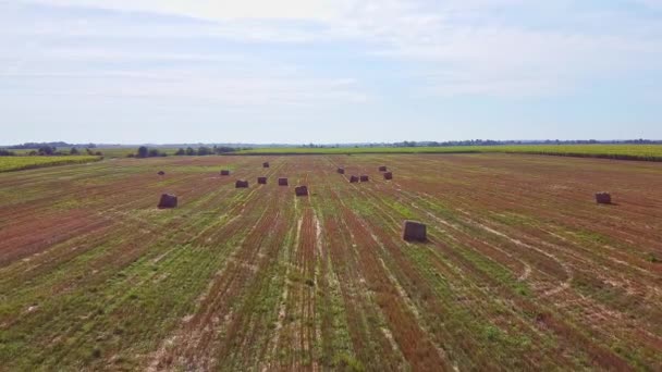 Voo de drone aeronáutico sobre campo de trigo com fardos de palha rick — Vídeo de Stock