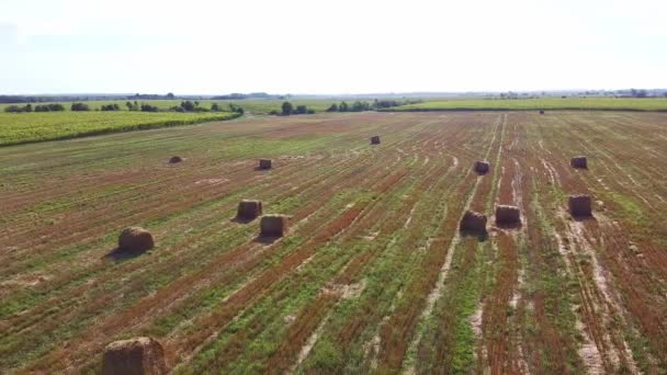 Vuelo de aviones no tripulados sobre el campo de trigo con pacas de paja de rick — Vídeos de Stock