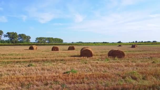 Voo de drone aeronáutico sobre campo de trigo com fardos de palha rick — Vídeo de Stock