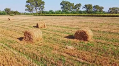 Rick saman balyalarıyla buğday tarlası üzerinde uçan bir hava aracı.