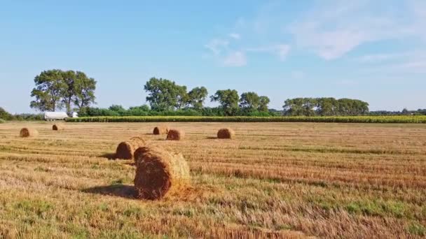 Voo de drone aeronáutico sobre campo de trigo com fardos de palha rick — Vídeo de Stock