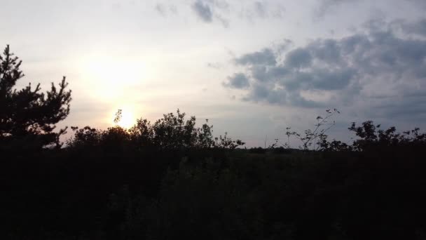 Belo nascer do sol tiro aero árvore 4k — Vídeo de Stock