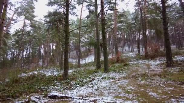 Bosque de invierno. Primera nieve. Vídeo árbol — Vídeos de Stock