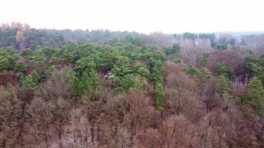 Kış ormanı İlk kar. Ağaç videosu