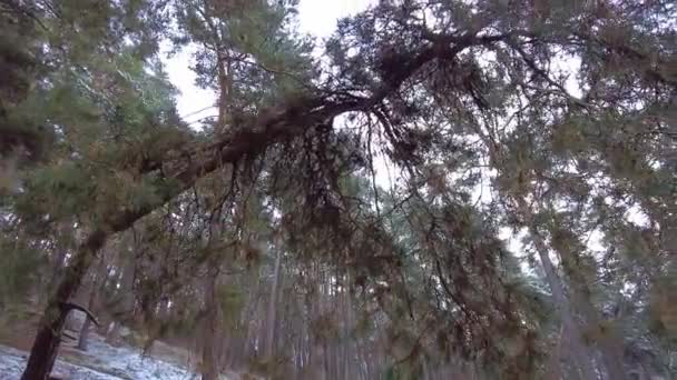 Forêt d'hiver. Première neige. Vidéo de l'arbre — Video