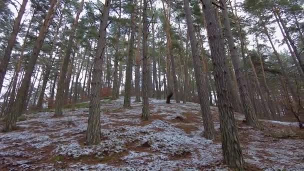 Floresta de Inverno. Primeira neve. Vídeo em árvore — Vídeo de Stock