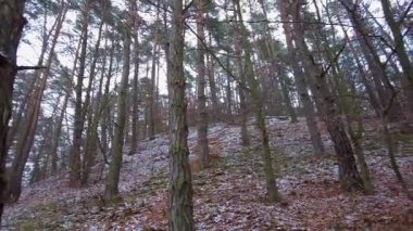 Kış ormanı İlk kar. Ağaç videosu