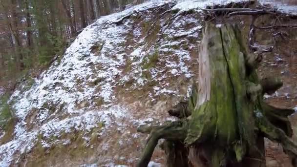 Bosque de invierno. Primera nieve. Vídeo árbol — Vídeos de Stock