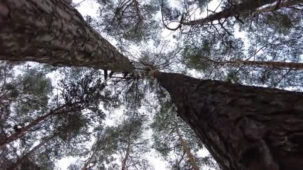 冬天的森林。第一场雪树视频 — 图库视频影像