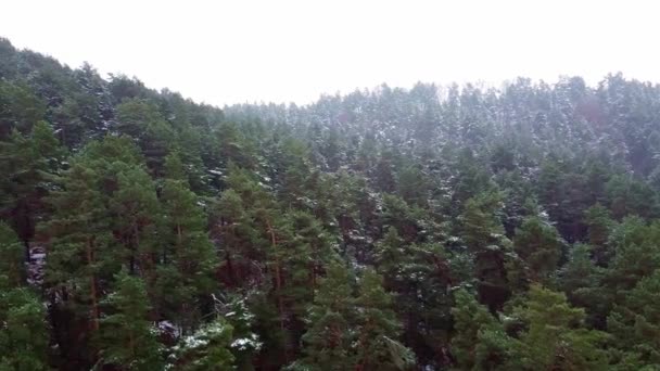 Floresta de Inverno. Primeira neve. Vídeo em árvore — Vídeo de Stock