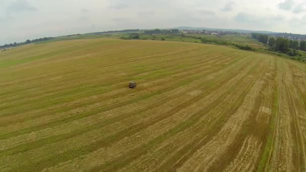 Car drive through over wheat field — Stock Video