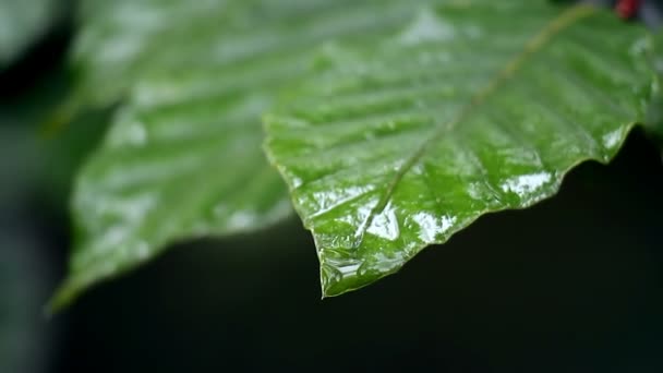 Rain Leaf Macro — Stock Video