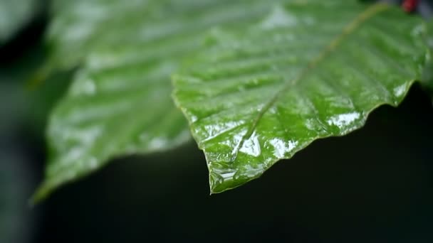 Folha de chuva Macro — Vídeo de Stock