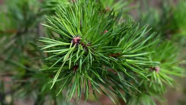 Macro pine — Stockvideo