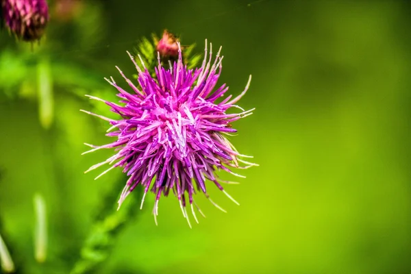 Waldblume — Stockfoto