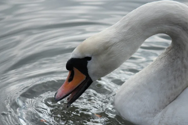 Zwaan — Stockfoto