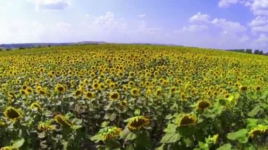 ayçiçekleri alanı