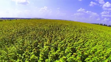 ayçiçekleri alanı