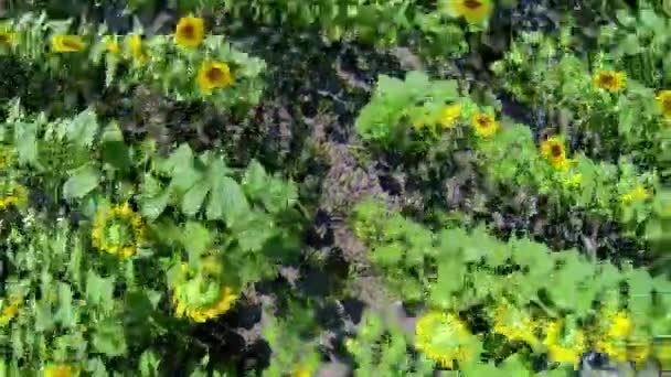 Zonnebloemen veld — Stockvideo