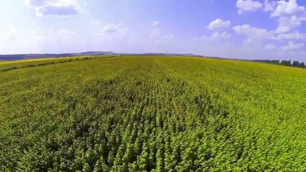 Campo de girassóis — Vídeo de Stock