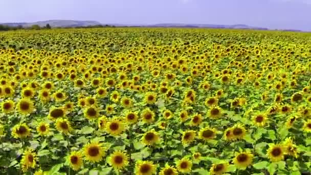 Sunflowers field — Stock Video