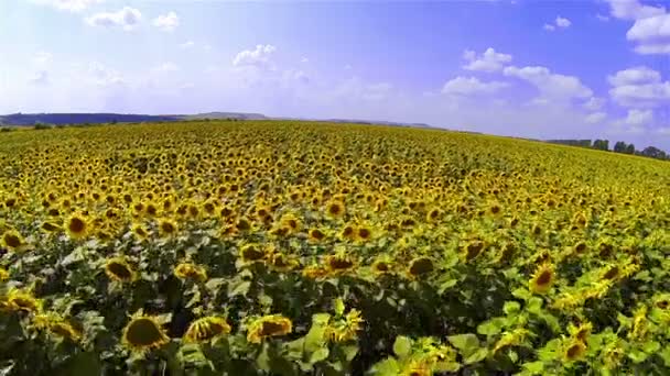 Sunflowers field — Stock Video