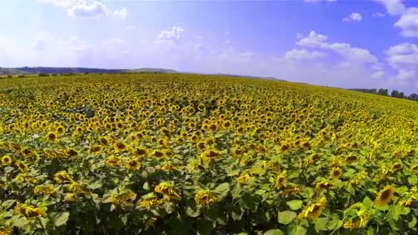 Sunflowers field — Stock Video