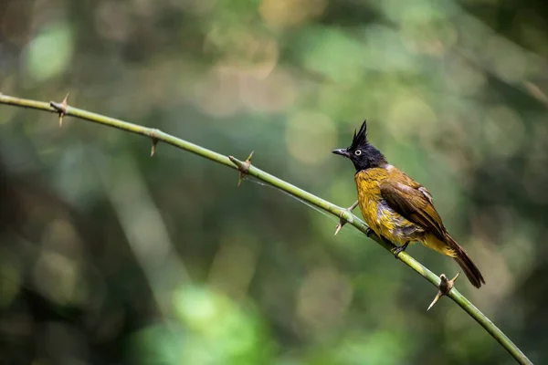 Чернохохлый Бульбюль Pycnonotus Flaviventris Ветке Лесу — стоковое фото