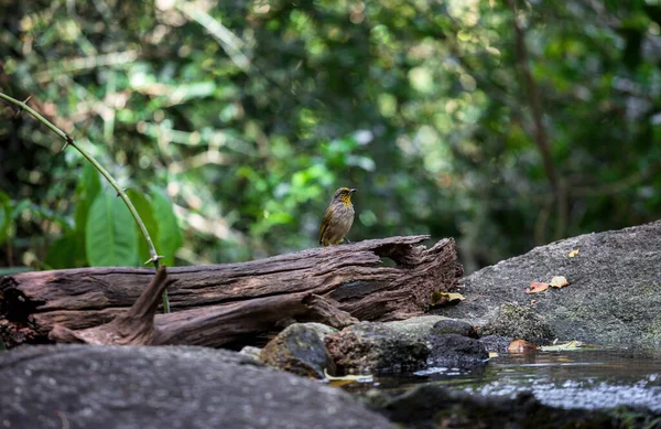Bulbul Pruhovaný Pycnonotus Finlaysoni Suchém Kmeni Stromu Lese — Stock fotografie