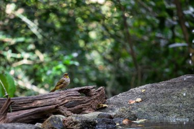Ormandaki kurumuş ağaç gövdesinde çizgili boğaz bülteni (Pycnonotus finlaysoni)