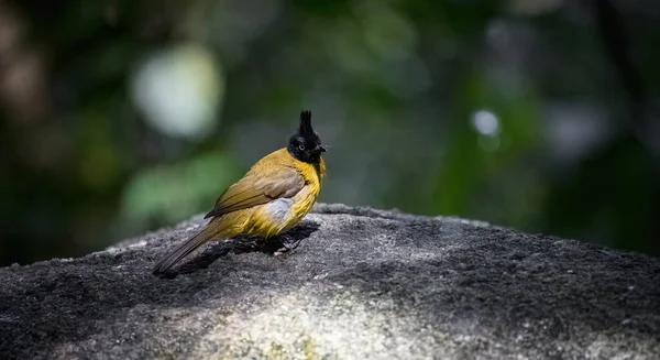 Bulbul Černý Pycnonotus Flaviventris Skále Lese — Stock fotografie