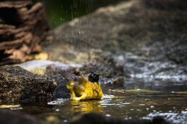Kara ibikli bulbul (Pycnonotus flaviventris) doğanın göletinde yıkanıyor