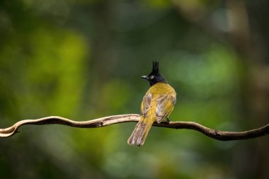 Ormandaki dala siyah ibikli (Pycnonotus flaviventris)