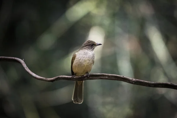 Bulbul Ayeyarwady Pycnonotus Blanfordi Rama Bosque — Foto de Stock