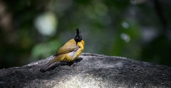 Bulbul Crista Preta Pycnonotus Flaviventris Sobre Rocha Floresta — Fotografia de Stock