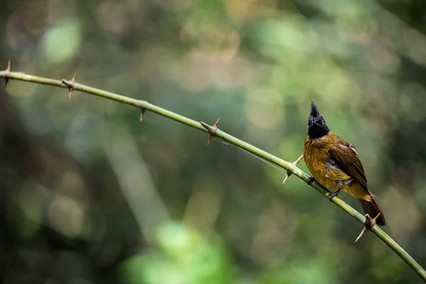 Fekete Héjú Hagyma Pycnonotus Flaviventris Erdei Ágon — Stock Fotó