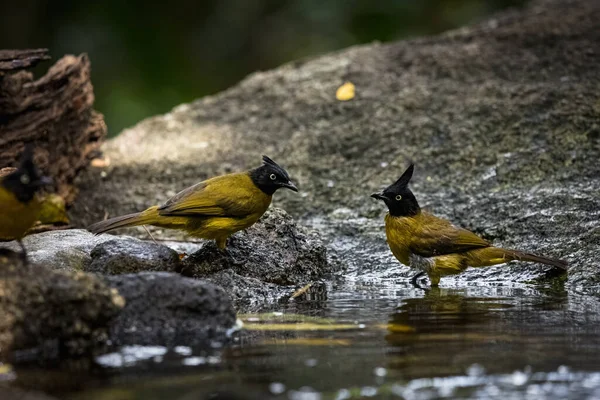 Černý Hřeben Bulbul Pycnonotus Flaviventris Koupání Jezírku Přírodě — Stock fotografie