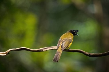 Ormandaki dala siyah ibikli (Pycnonotus flaviventris)