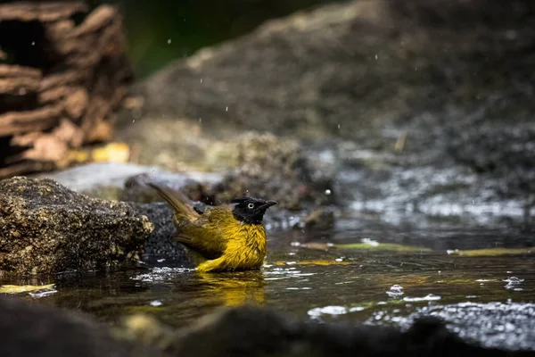 Černý Hřeben Bulbul Pycnonotus Flaviventris Koupání Jezírku Přírodě — Stock fotografie