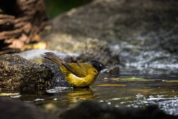 Černý Hřeben Bulbul Pycnonotus Flaviventris Koupání Jezírku Přírodě — Stock fotografie