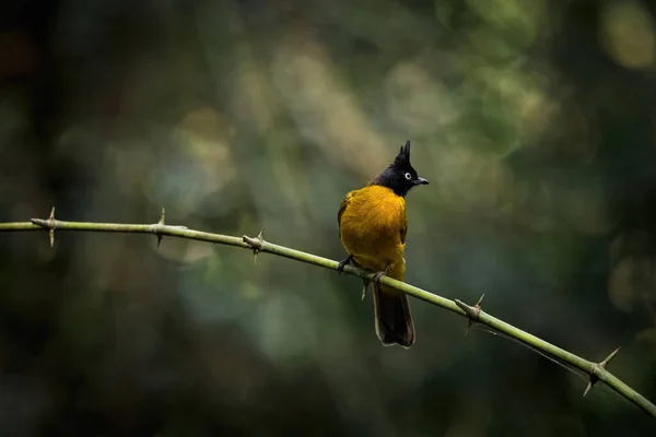 Bulbul Crista Preta Pycnonotus Flaviventris Ramo Floresta — Fotografia de Stock