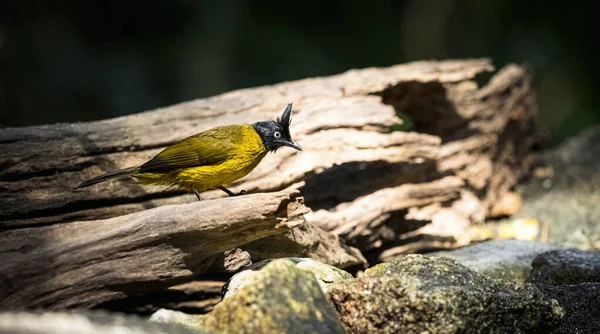 Černohřebenová Bulbul Pycnonotus Flaviventris Suchém Kmeni Stromu Slunečním Světlem — Stock fotografie