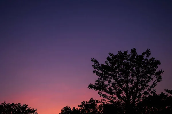 Silhouette Tree Colorful Twilight Sky Sunset Beautiful Nature — Stock Photo, Image