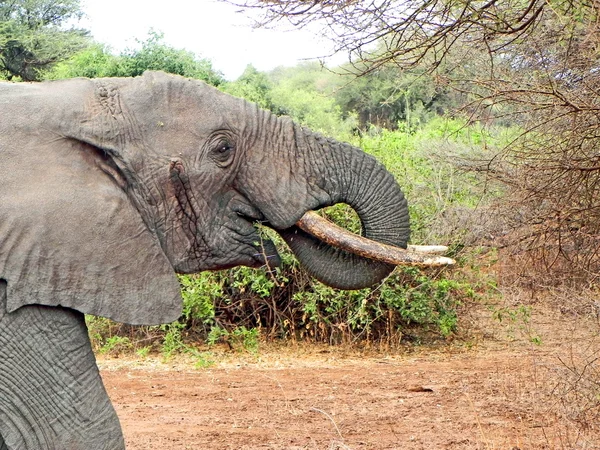 Elefant im Dschungel — Stockfoto