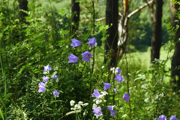 Bluebell στο δάσος — Φωτογραφία Αρχείου