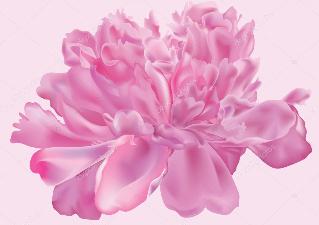 Stock Photo - peony flower . Beautiful pink background . Logo peony.