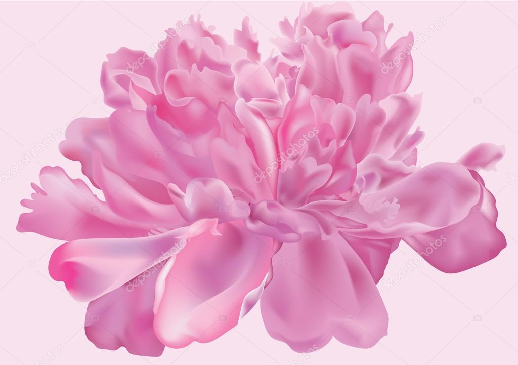 Peony flower . Vector illustration.