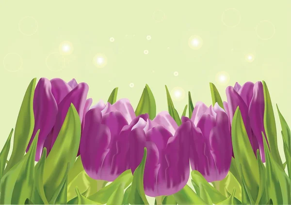 Purple tulips . Illustration. A painting for the wall. — Stock Vector