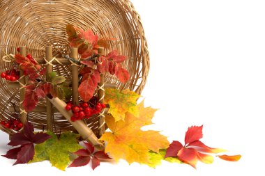 Renkli sonbahar arka planında parlak renkli akçaağaç yaprakları, dağ külleri, yabani üzümler ve olgun rowan meyveleri var. Metin eklemek için düzen hazır.